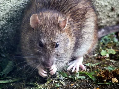rat control services