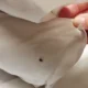 bed-bugs-treatment bed bugs treatment