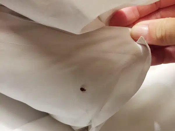 bed bugs treatment