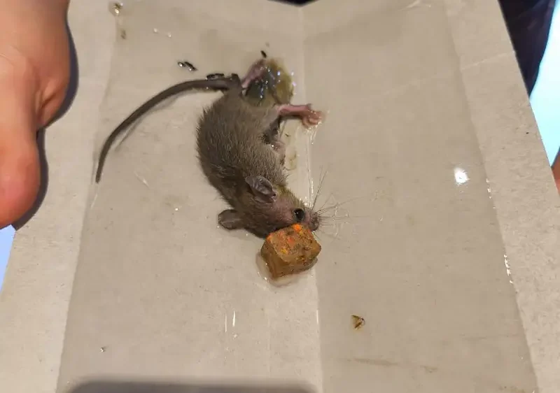 rat-control-services