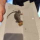 rat-control-services rat-control-services