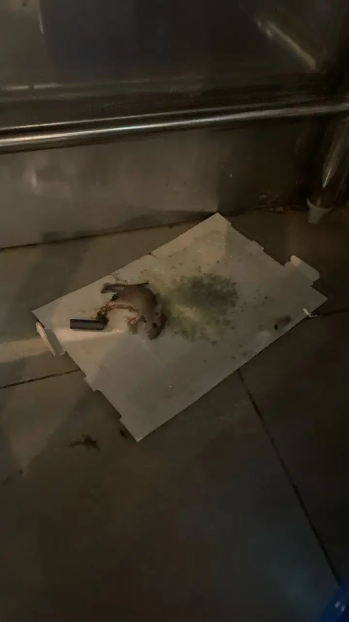 rodent-clean-up-services-near-me