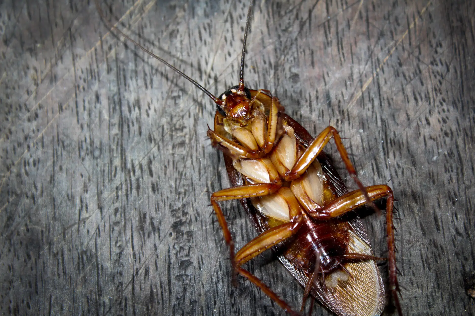 cockroach control at home