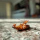 cockroach control treatment cockroach control treatment