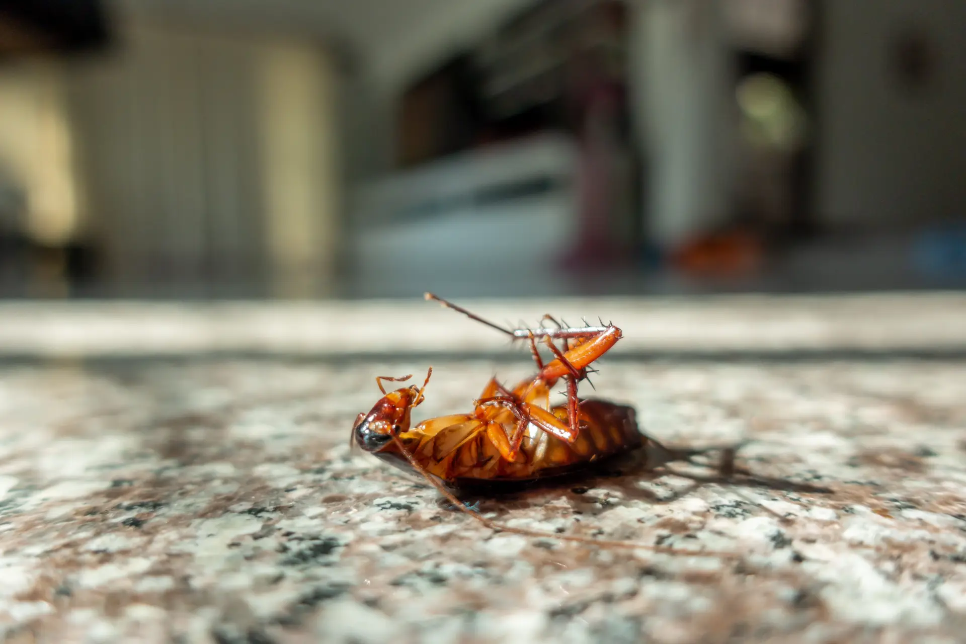 cockroach control treatment