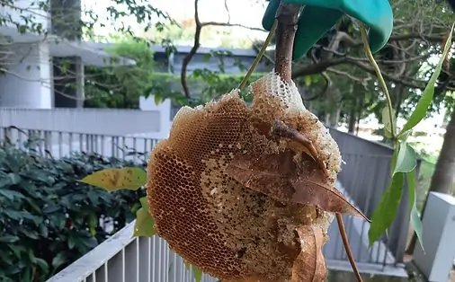 ant-control-exterminators-jb