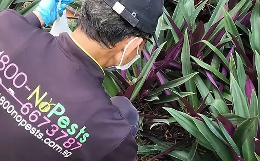 best-rat-exterminator-near-me