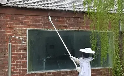 pest-control-for-bees-malaysia