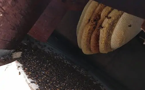 pest-control-for-bees