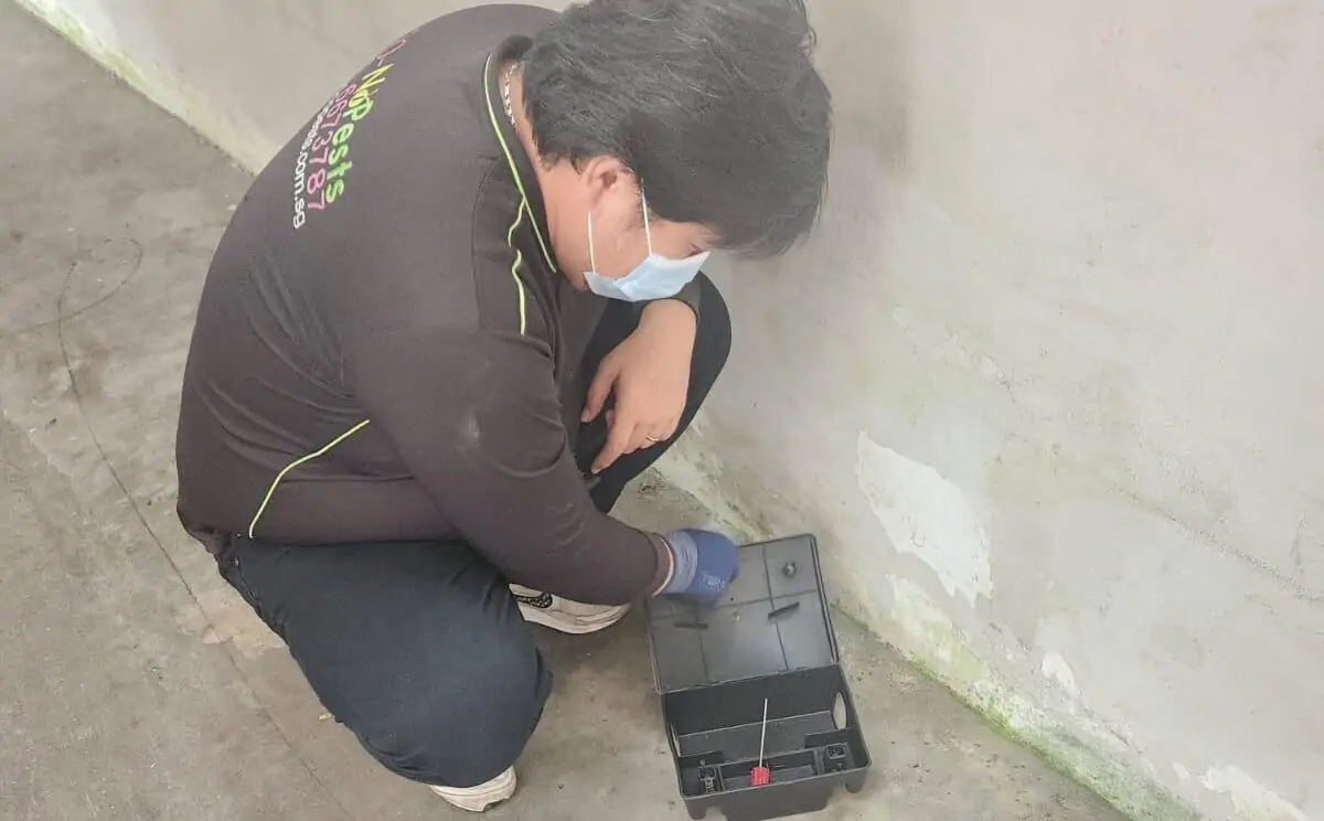 rodent-control-services-near-me