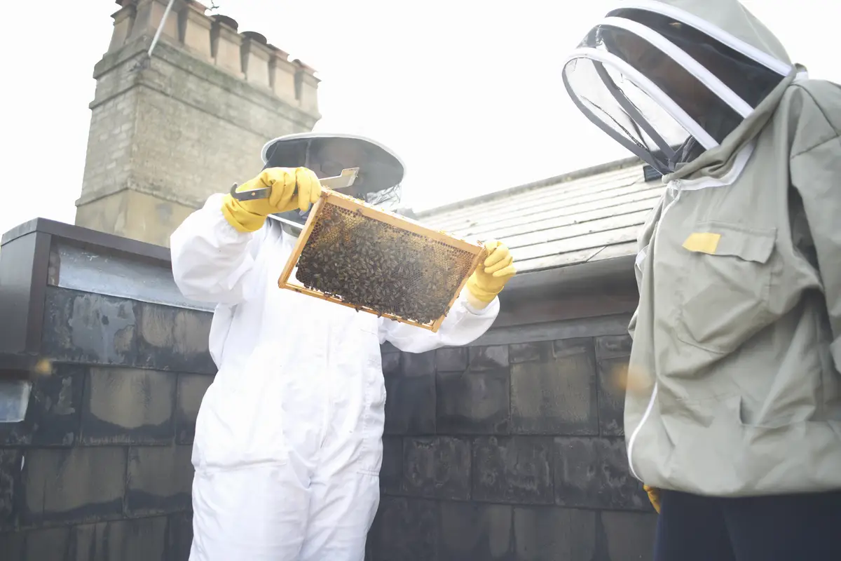 bee exterminator