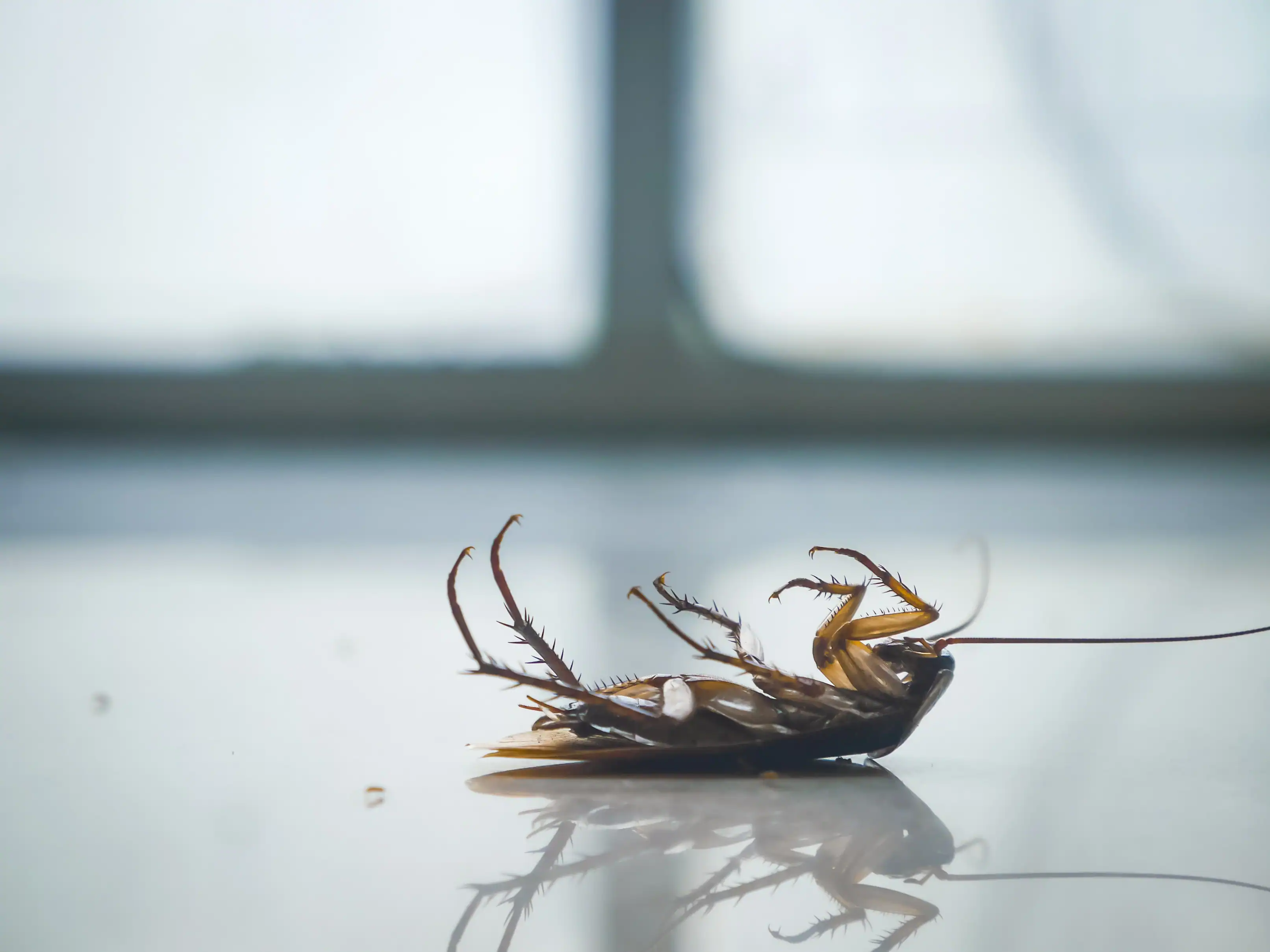 Before and after cockroach control treatment results in Malaysian kitchen
