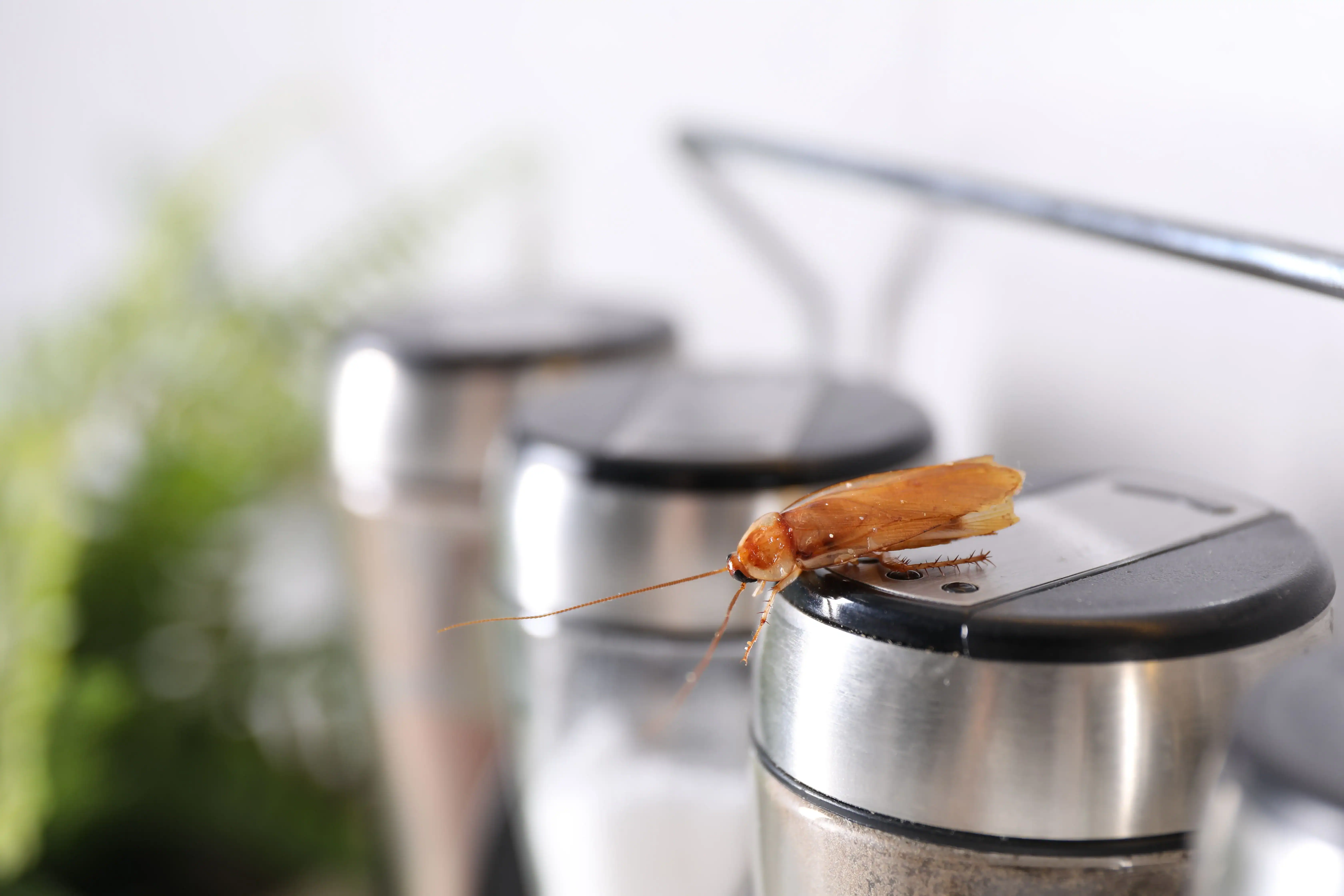 Cockroach hiding behind kitchen appliance in Malaysian household