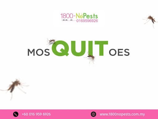 Professional mosquito removal service in Malaysia by 1800NoPests
