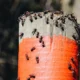 ant-control-services-malaysia Ant control services in Malaysia | 1800NoPests