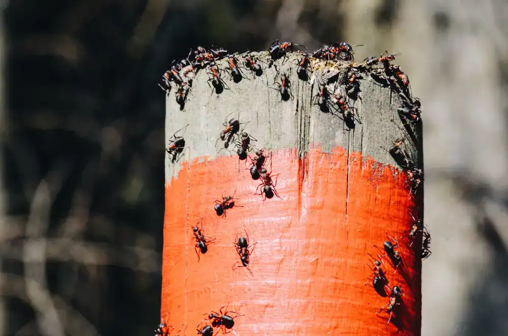 Ant control services in Malaysia | 1800NoPests