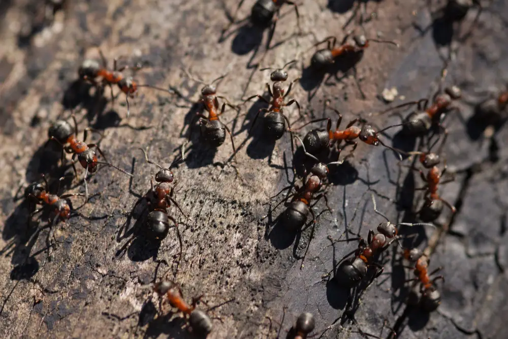 1800NoPests professional ant control service eliminating ant colony in Malaysia