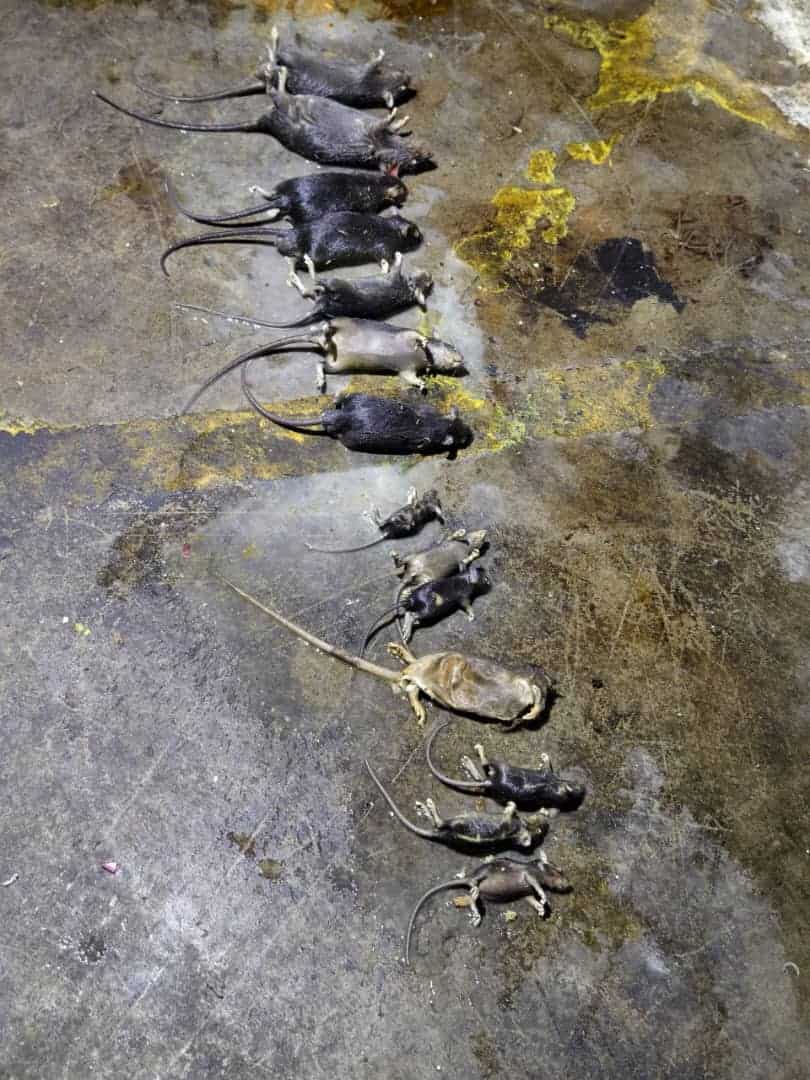 rodent-control-services-near-me
