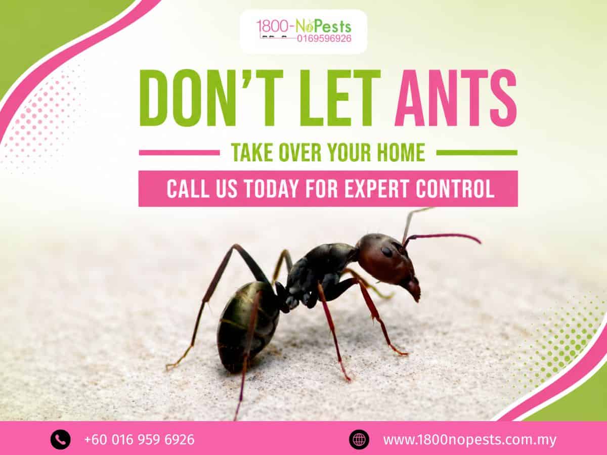 Pest control technician spraying ant control treatment along a wall during a professional service visit in Malaysia