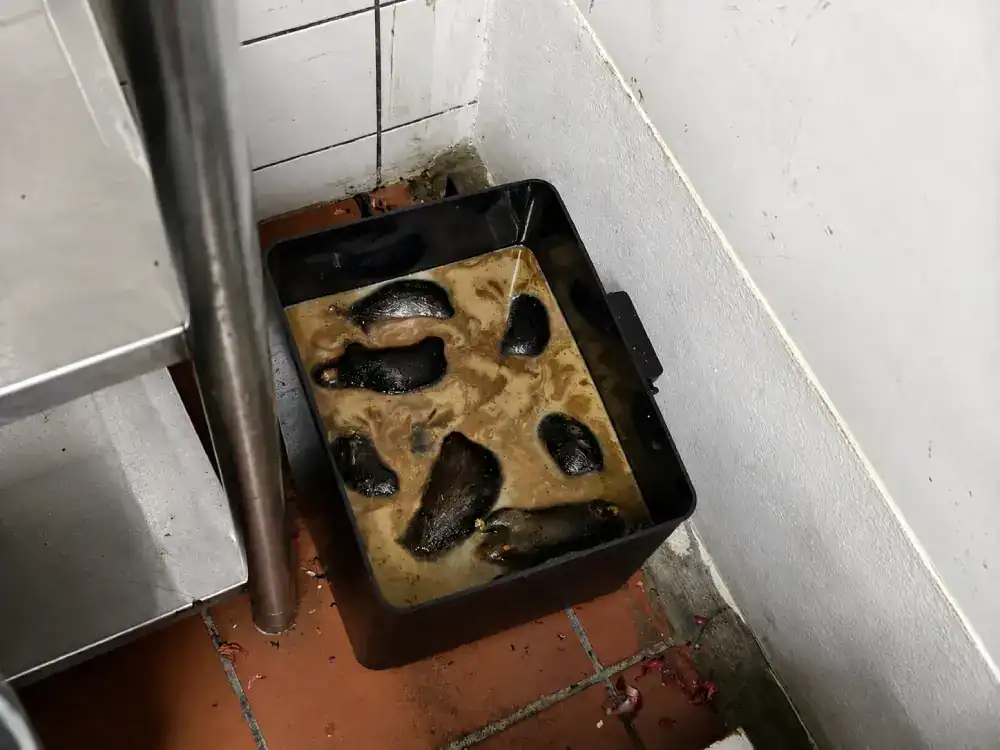 Rat infestation at home requiring professional rodent pest control in Malaysia