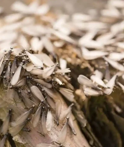 Winged, alate, reproductive caste of a European termite